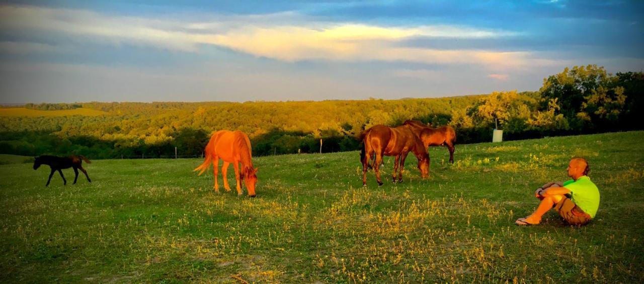 Dharma Horse Shelter Bungalows & Farmping シオーフォク エクステリア 写真